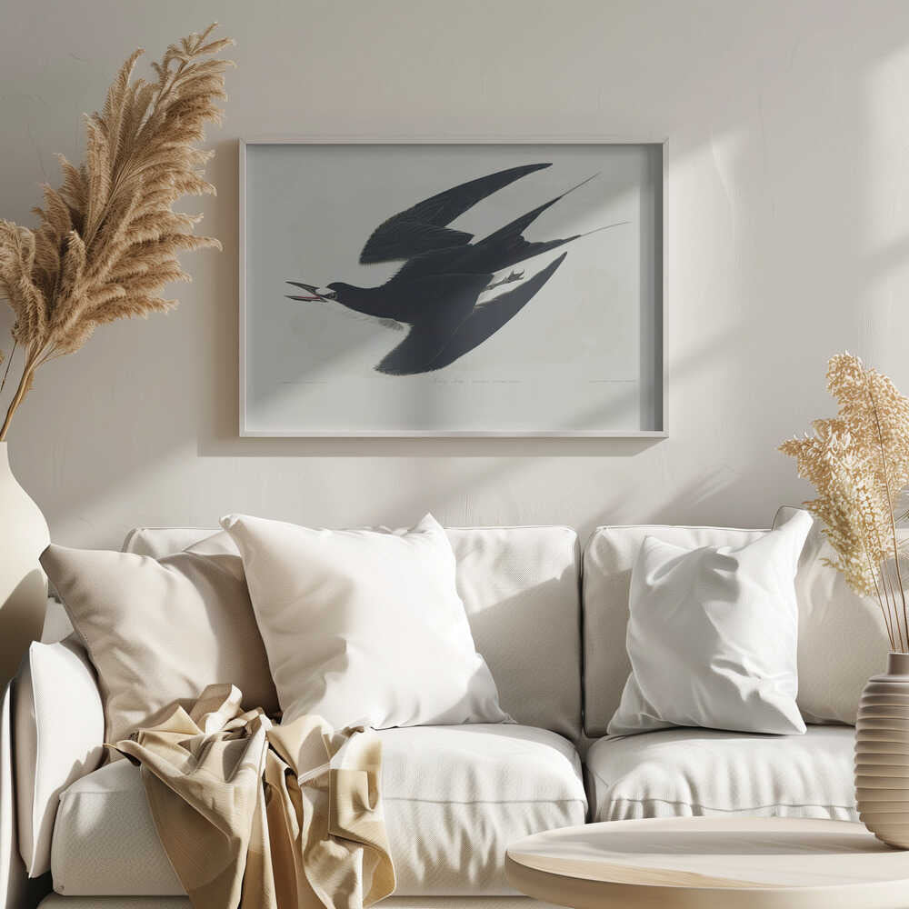 Rußseeschwalbe aus „Birds of America“ (1827) | Poster