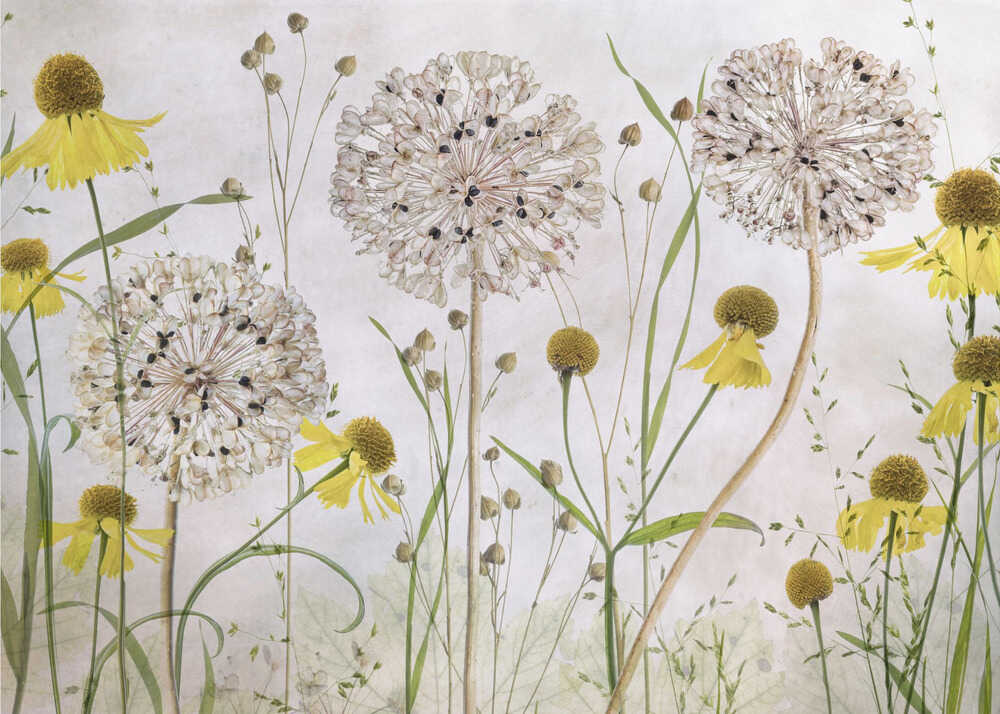 Zierlauch und Sonnenbraut | Hintergrundbild