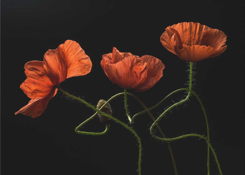 Um Mitternacht #2 | Hintergrundbild