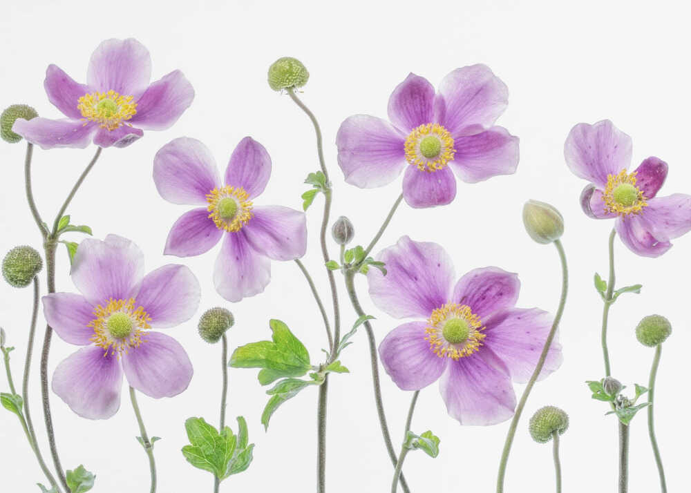 Japanische Anemone | Hintergrundbild
