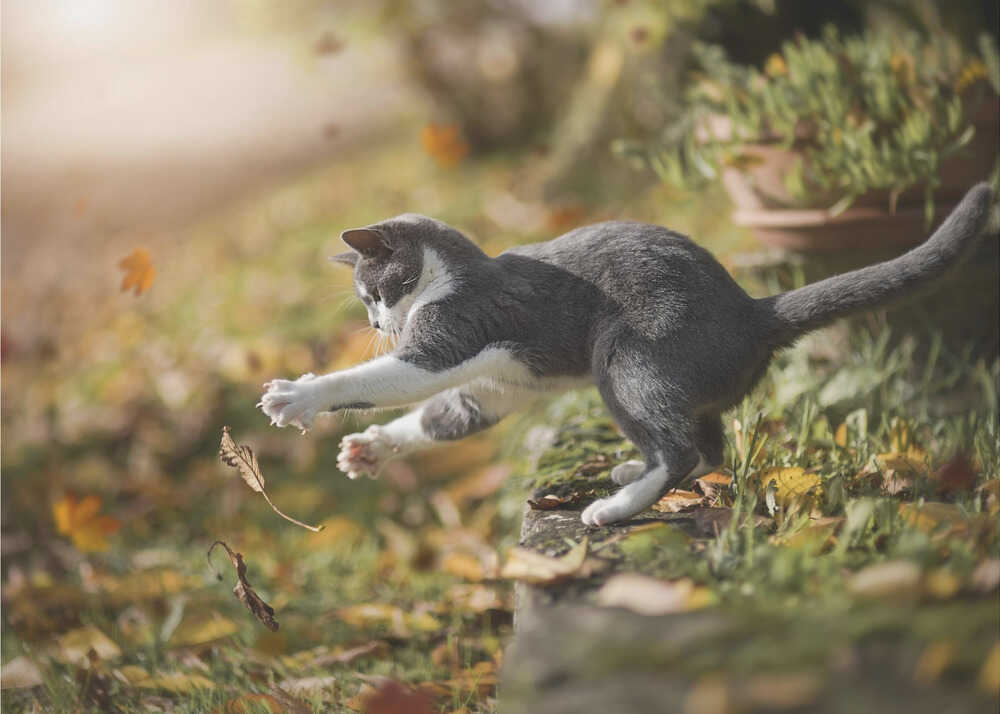 Herbstspiel | Hintergrundbild