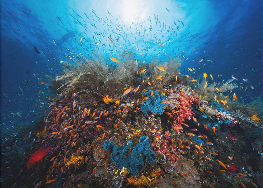 Apnoe | Hintergrundbild