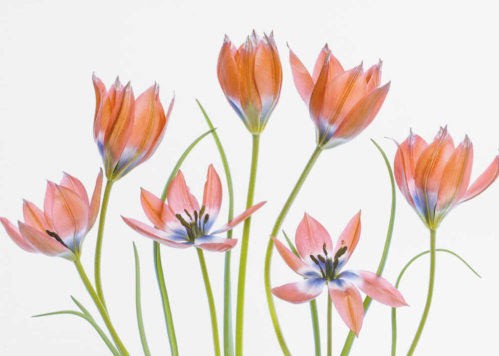 Aprikosentulpen | Hintergrundbild