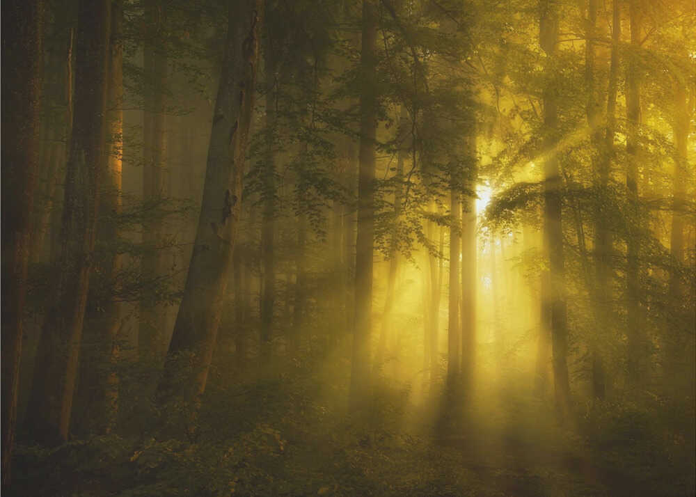 Jaune | Papier peint