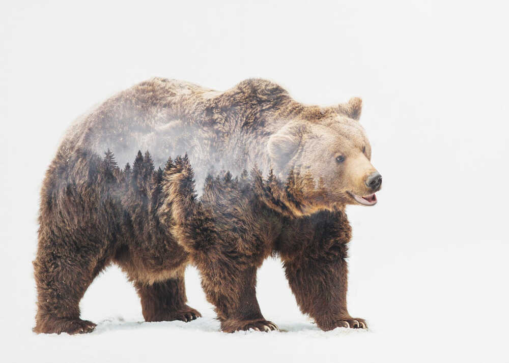 Bär | Hintergrundbild