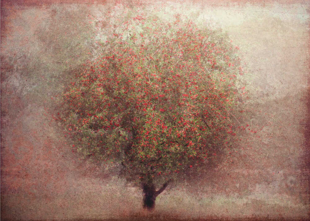 Apfelbaum | Hintergrundbild