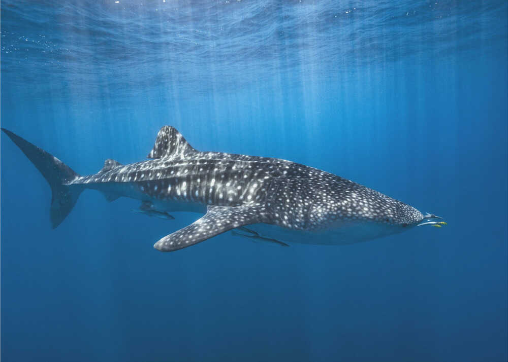 Whale shark in the blue | Wallpaper