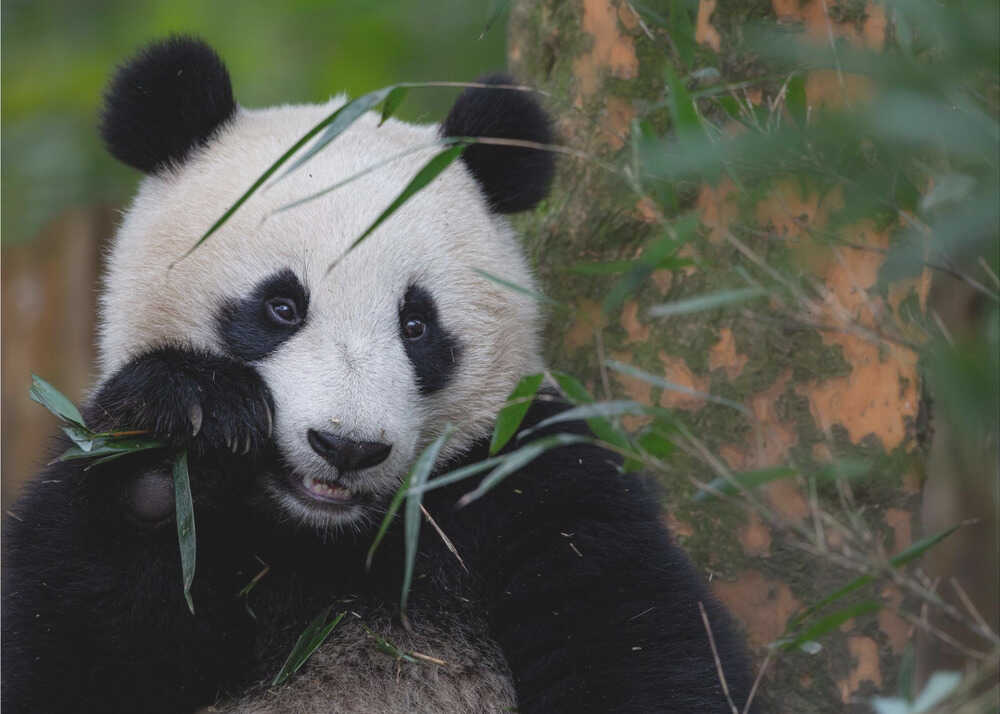 Bambuszeit | Hintergrundbild