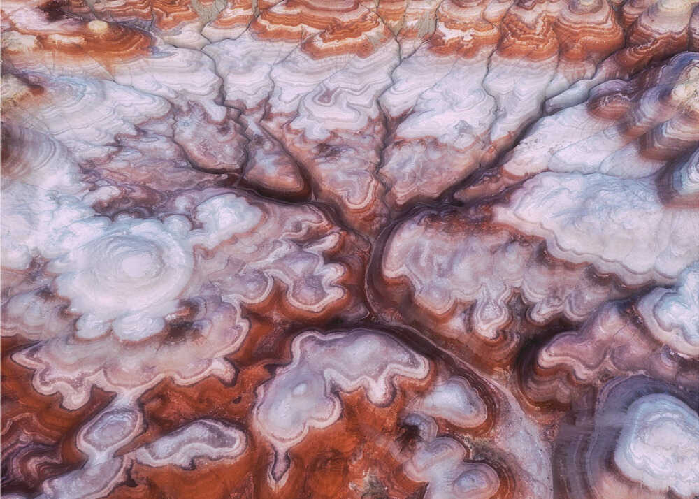 Ein Baum in der Wüste | Hintergrundbild