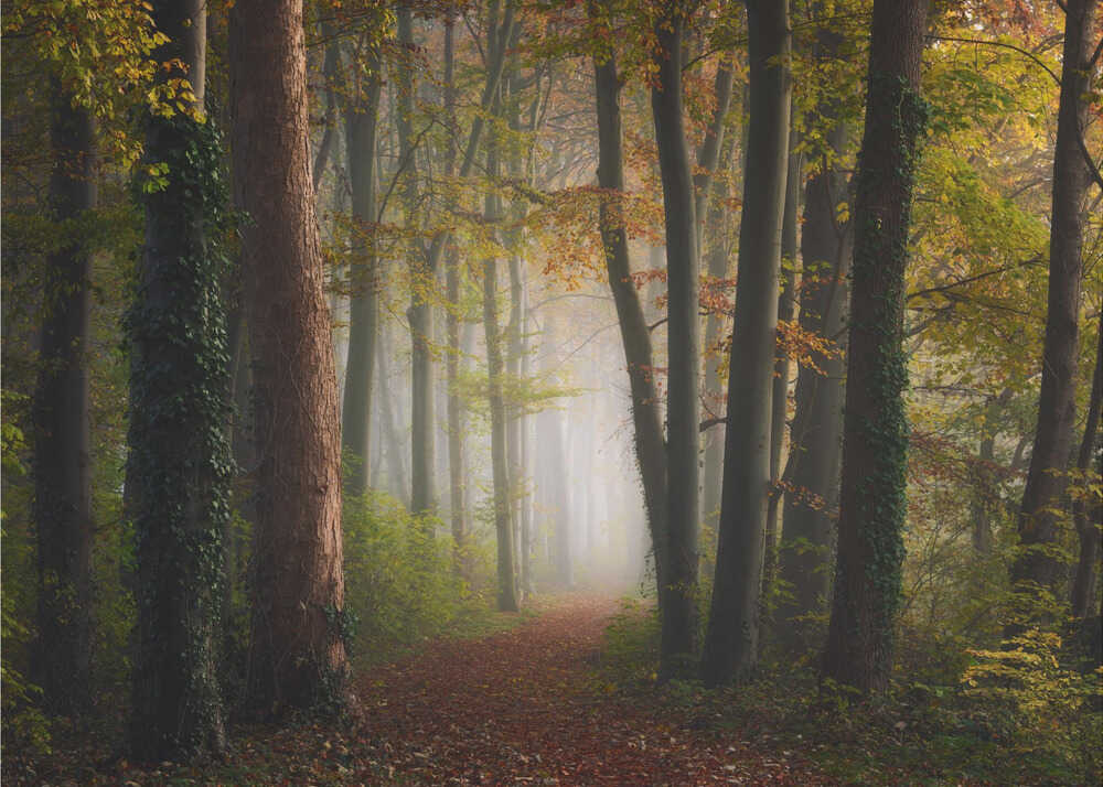 Farbenfroher Herbstwald | Hintergrundbild
