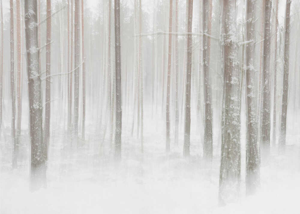 Winterforest in Sweden | Wallpaper
