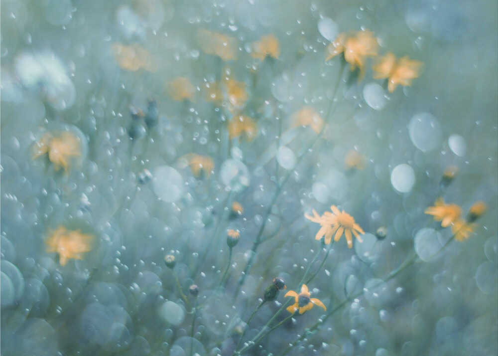 La magie opère toujours | Toile