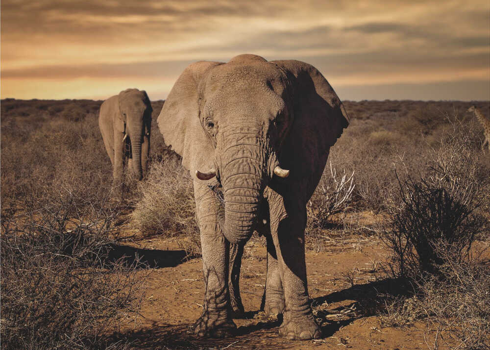 Groß | Hintergrundbild