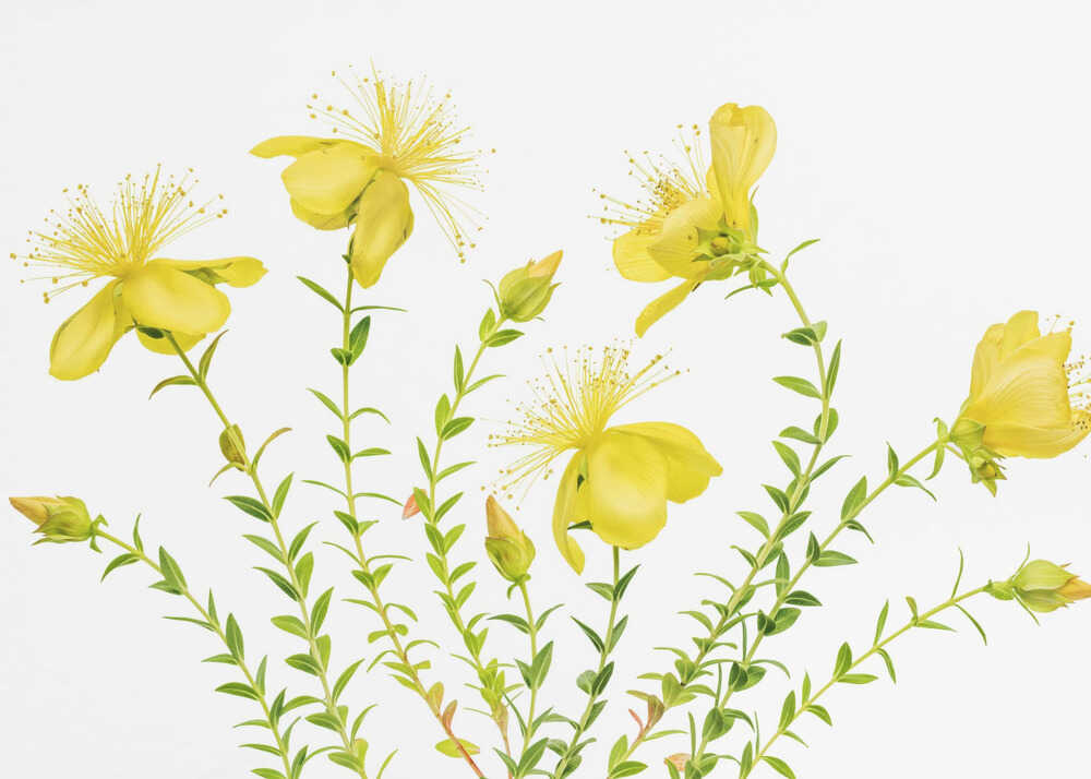 Hypericum | Toile