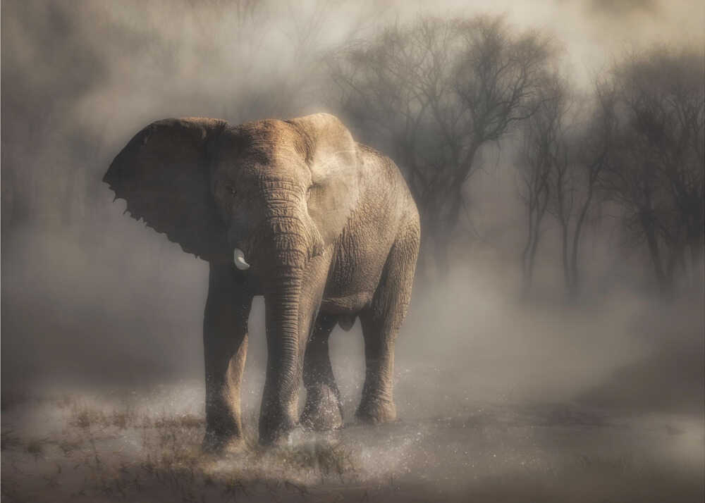 “....elephant drinking water...’ | Wallpaper