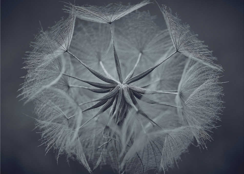 Epizentrum neuen Lebens | Leinwand