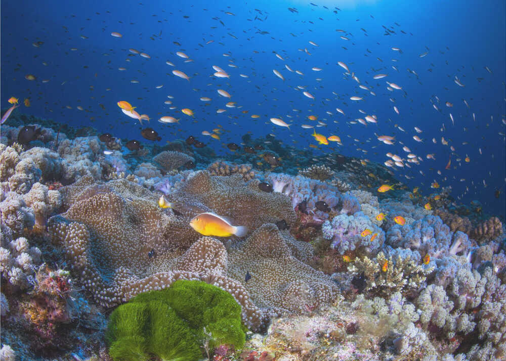 Anemone und Fahnenbart | Hintergrundbild