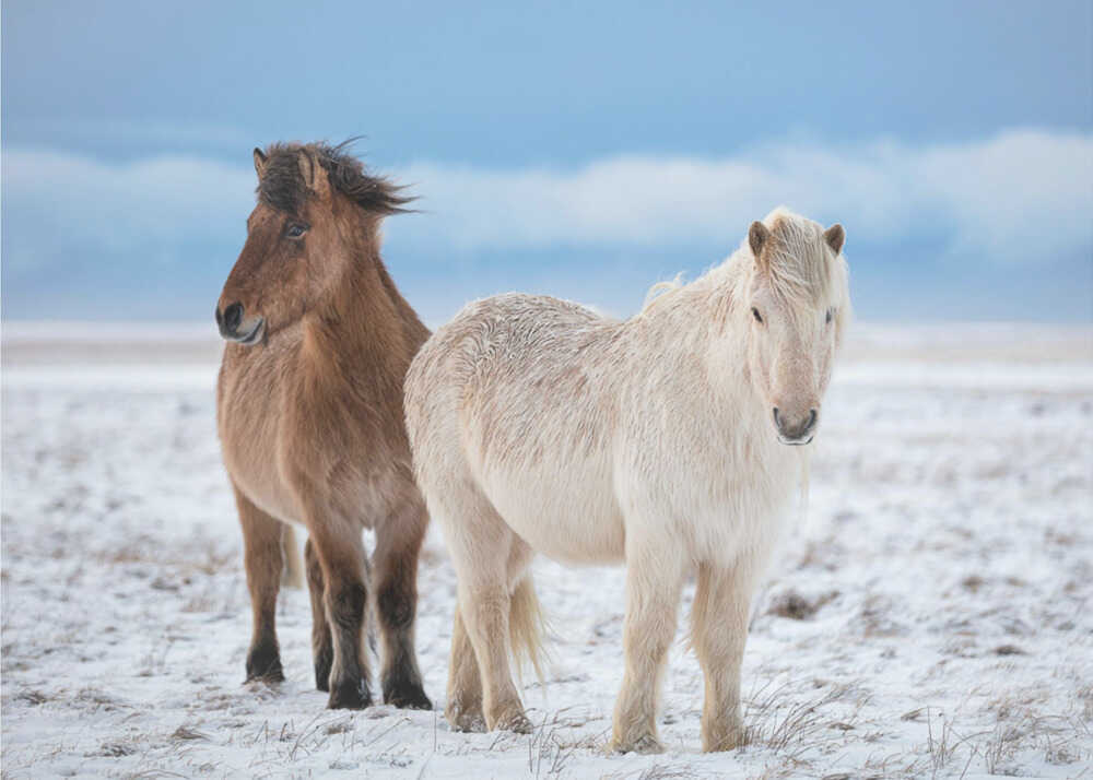 BRÜDER | Hintergrundbild