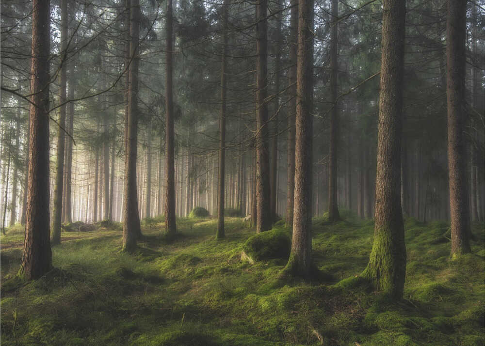 Ein Hauch von Frühling | Hintergrundbild
