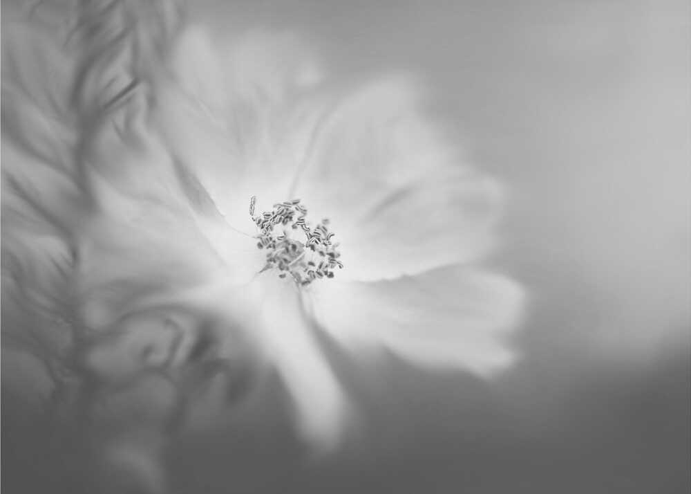 Wild rose in the wind | Poster