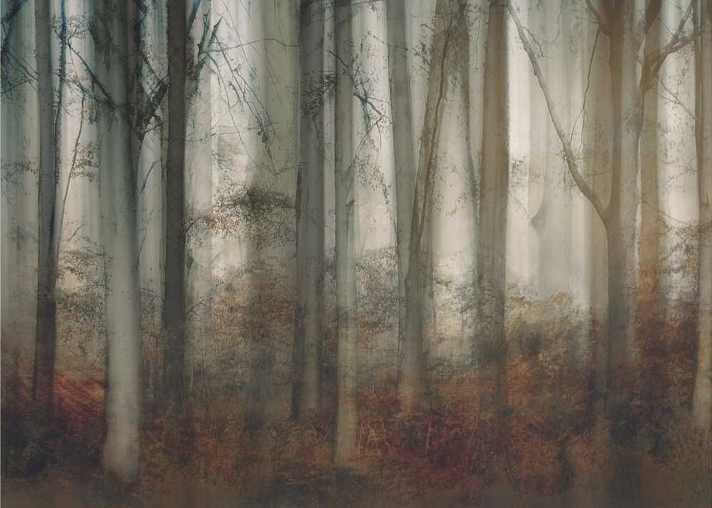 Herbstlicht | Hintergrundbild