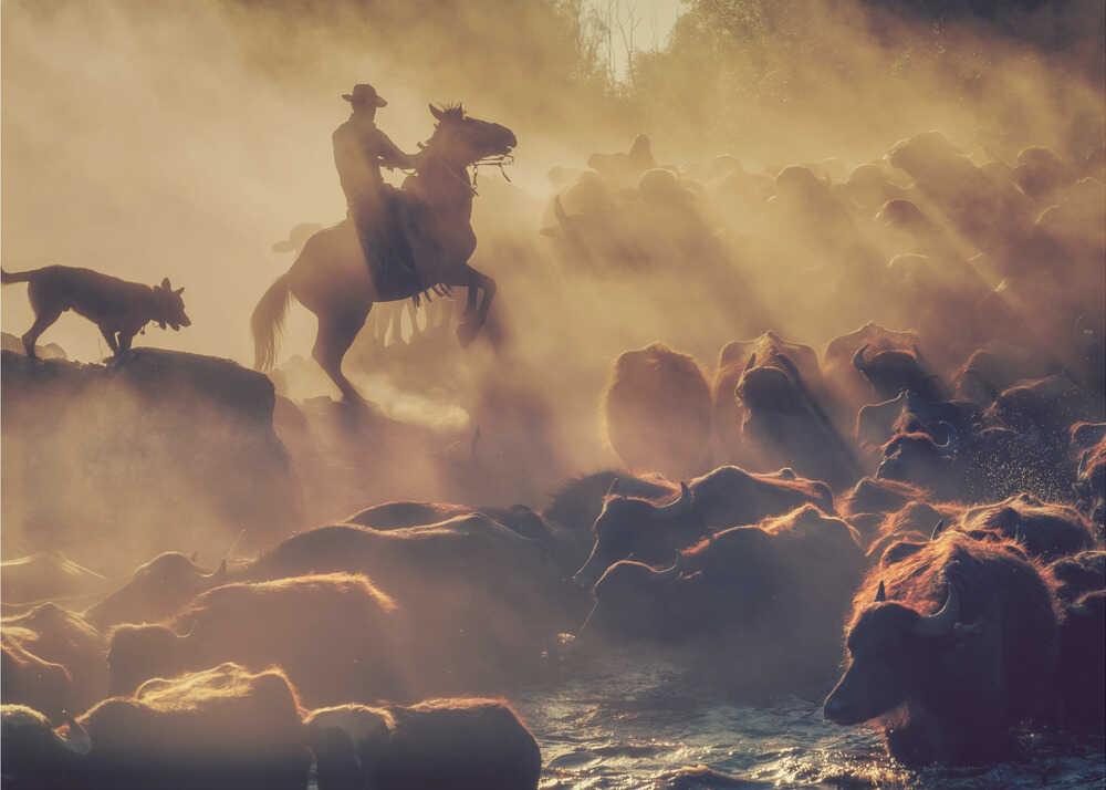 The buffalo shepherd | Poster