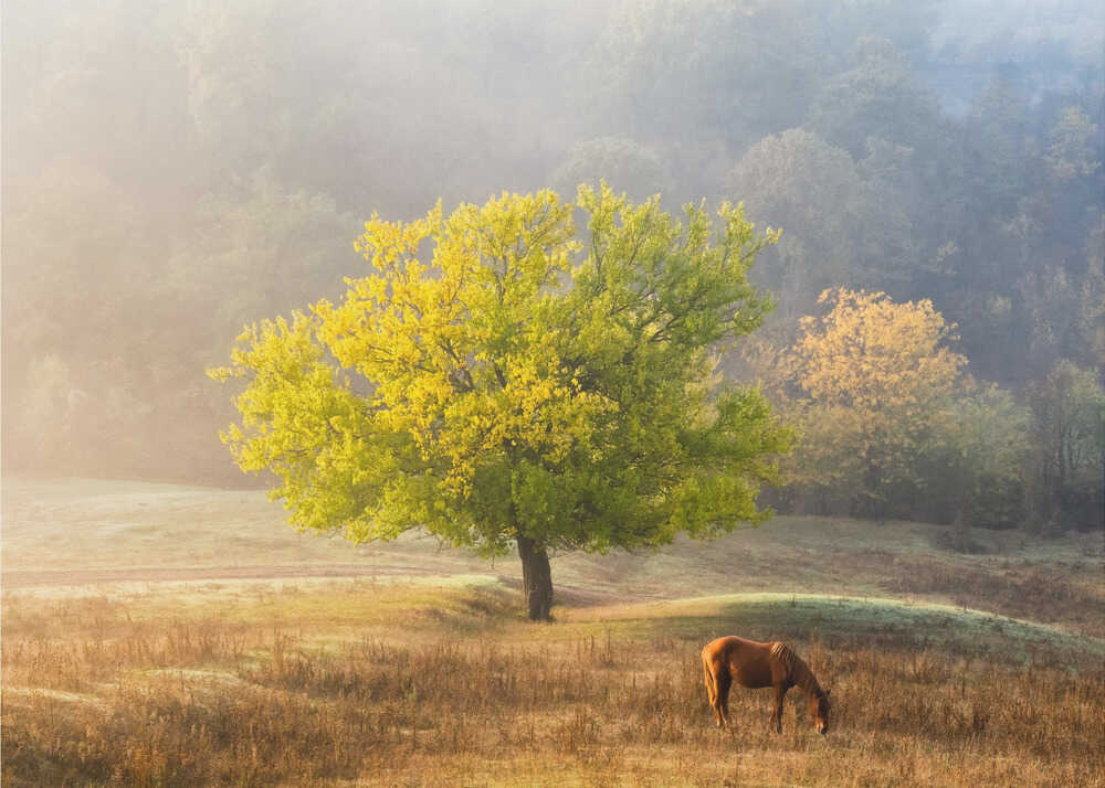 Tree of Life | Poster