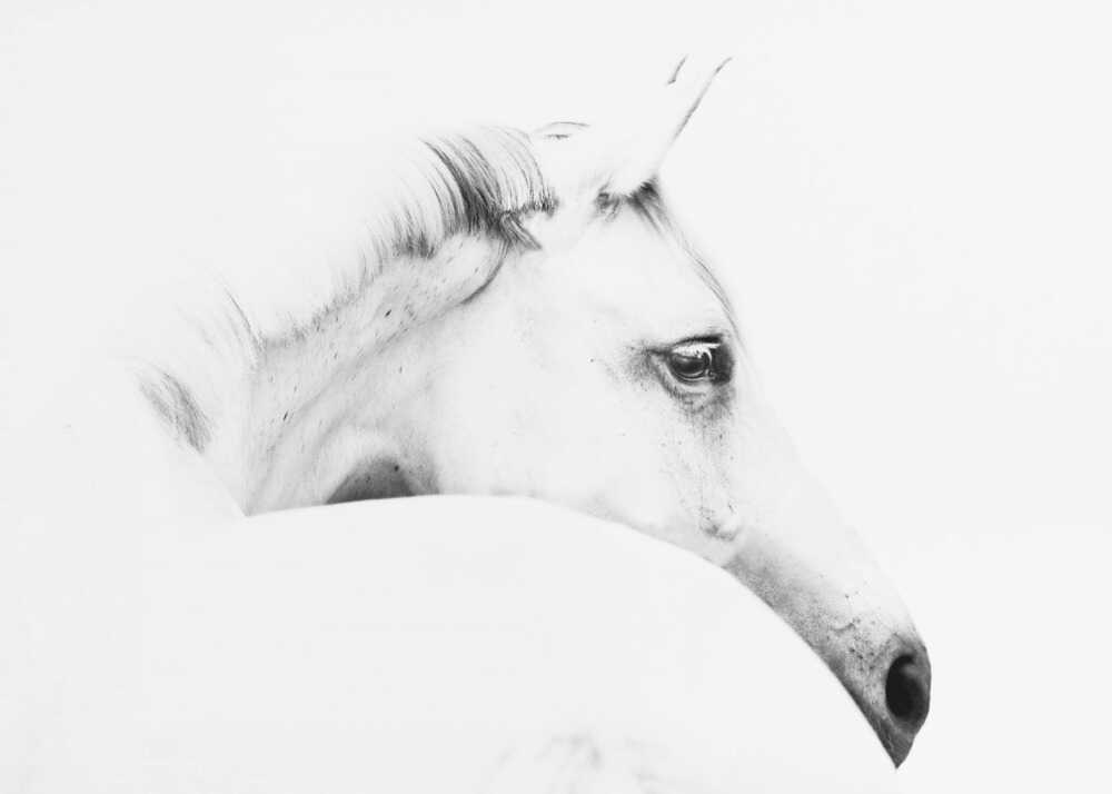 horse and minimalism | Poster