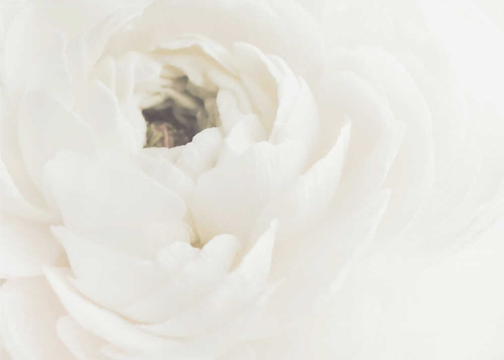 White Flower 02 | Wallpaper