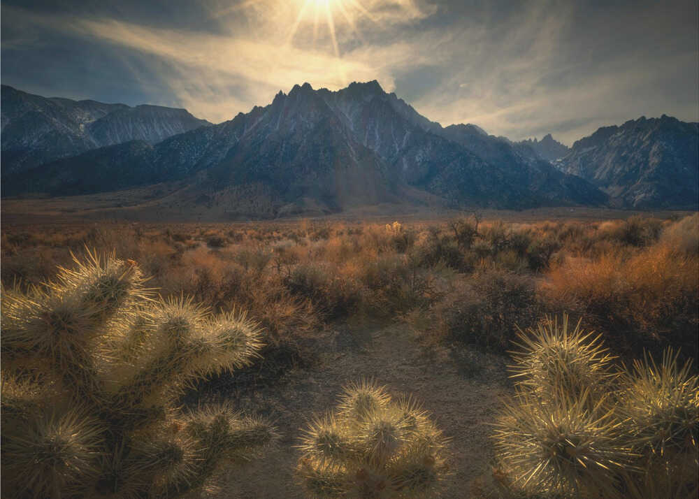 Golden cactus | Poster