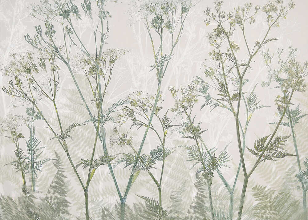 Cow parsley | Canvas