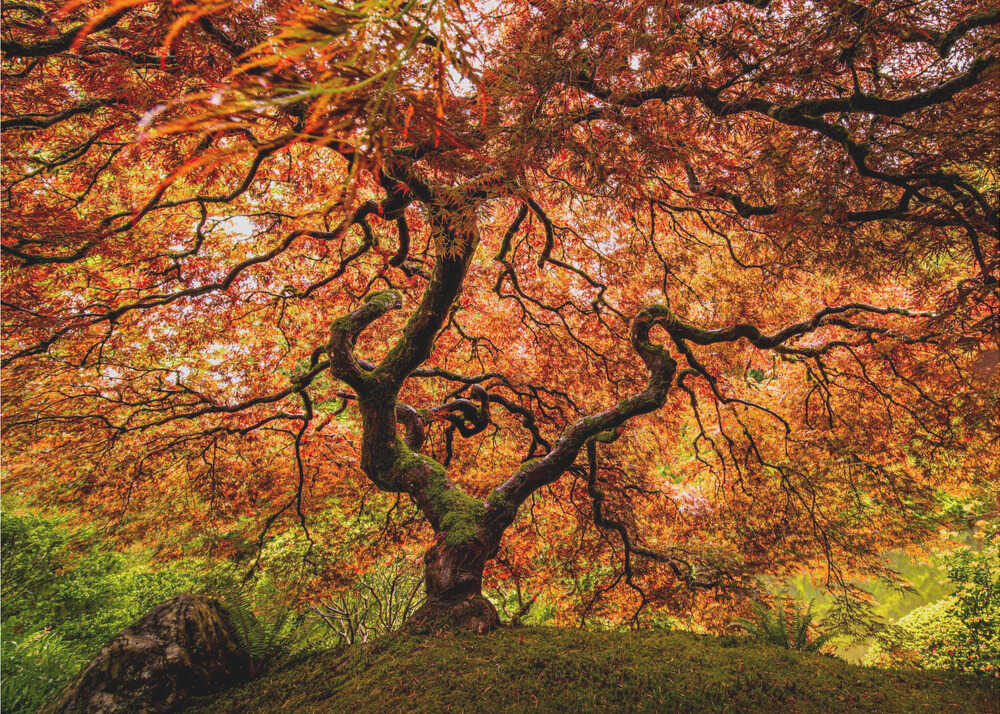 Ein älterer Ahornbaum | Hintergrundbild