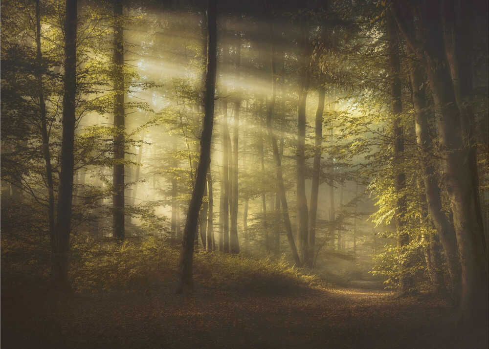 Herbstmorgen | Hintergrundbild