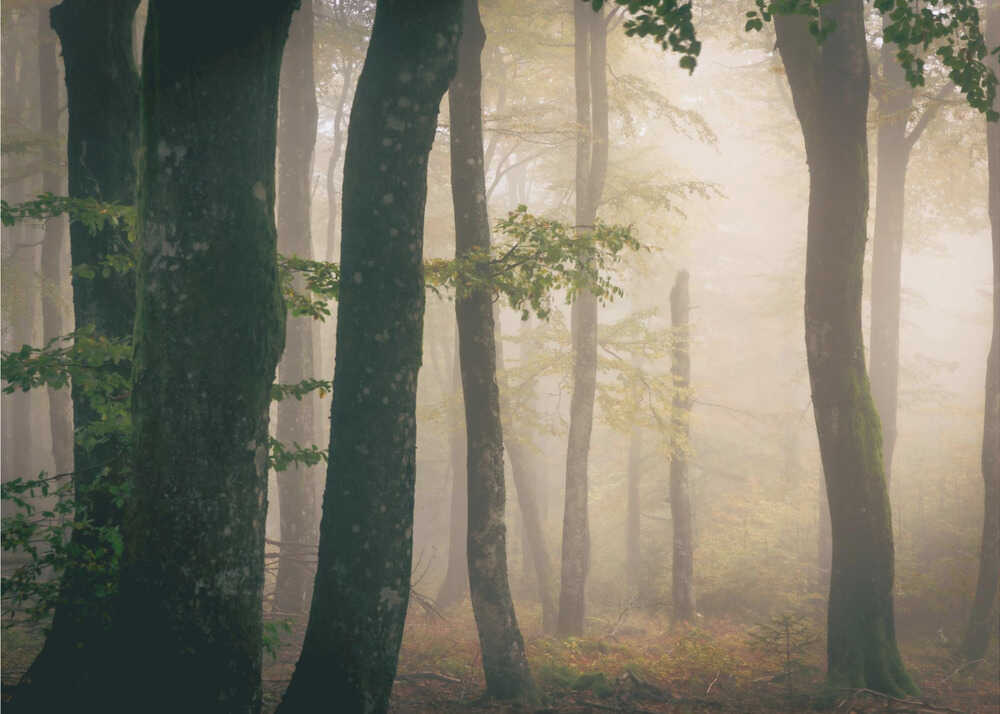 Herbst | Hintergrundbild