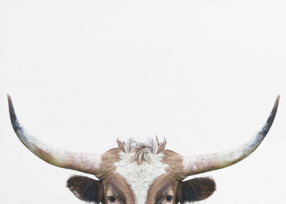Peeking Longhorn Cow | Poster