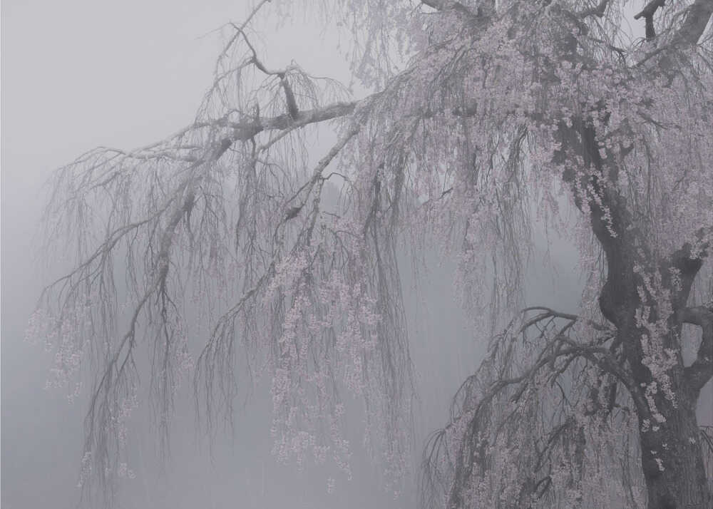 妖艶/bewitching | Wallpaper