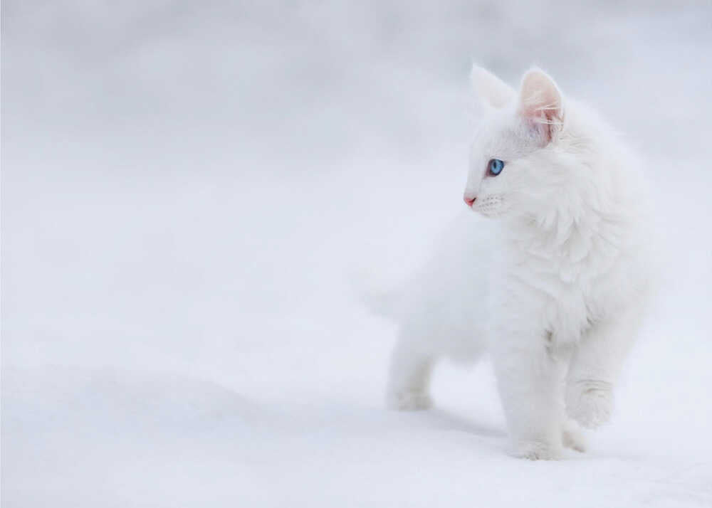 White as Snow | Wallpaper