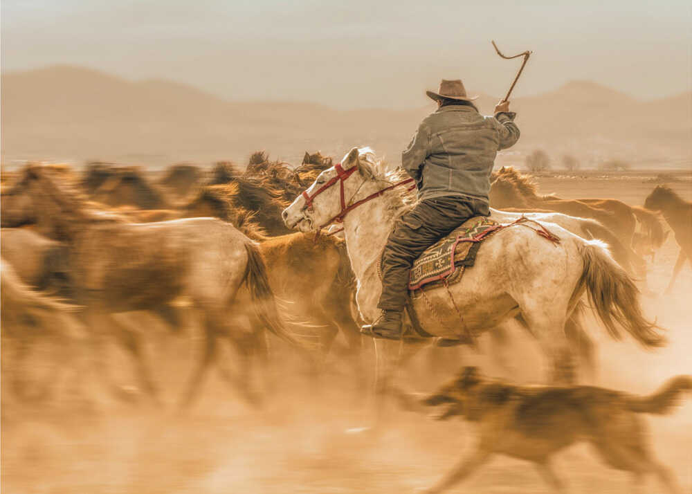 Wildpferde (auch bekannt als Yılkı Atları) | Leinwand
