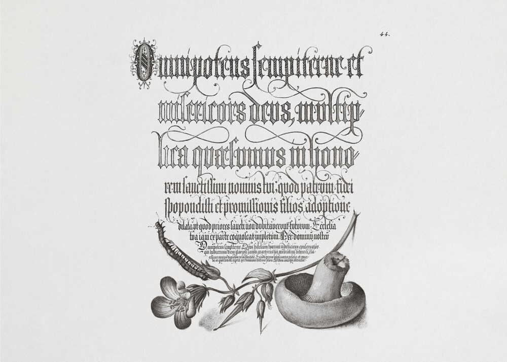 Centipede, Wood Cranesbill, and Mushroom Bw Horizontal | Poster