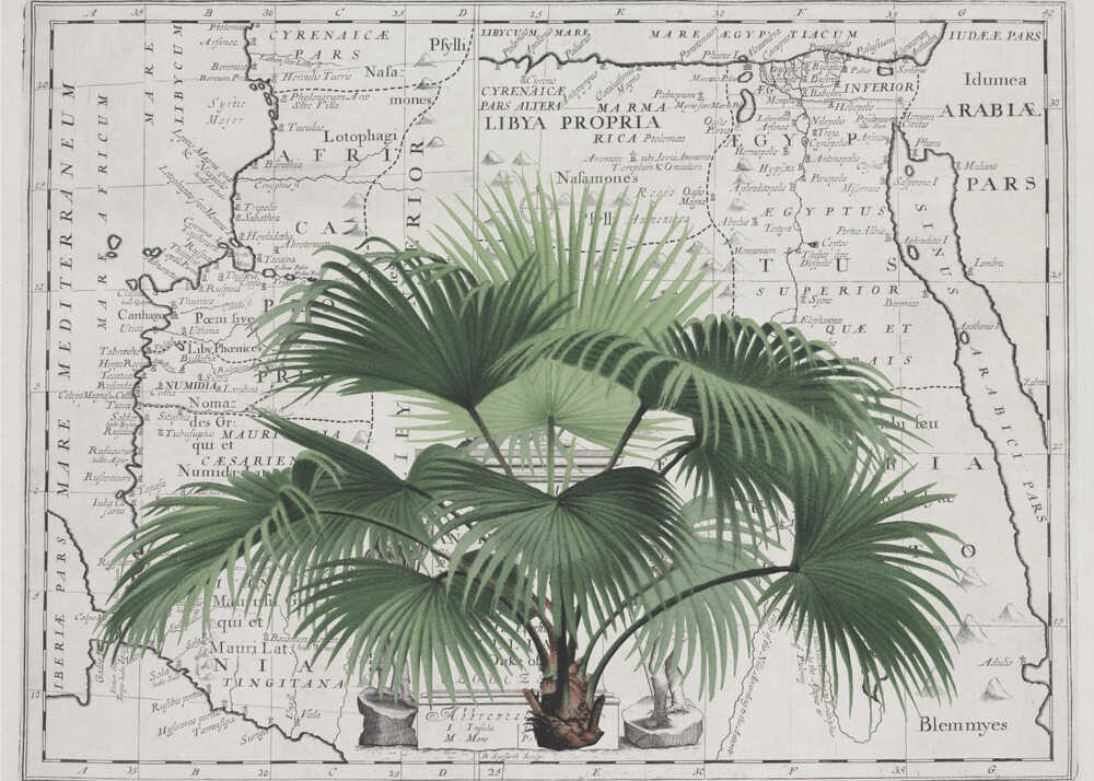 Tropical Empire No3 | Canvas