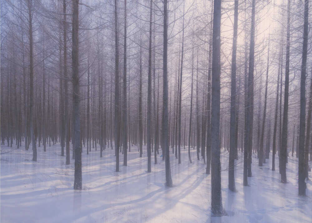 冬日阳光 | Wallpaper