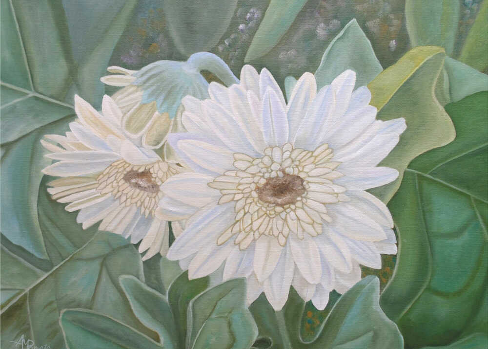 White Gerbera | Poster