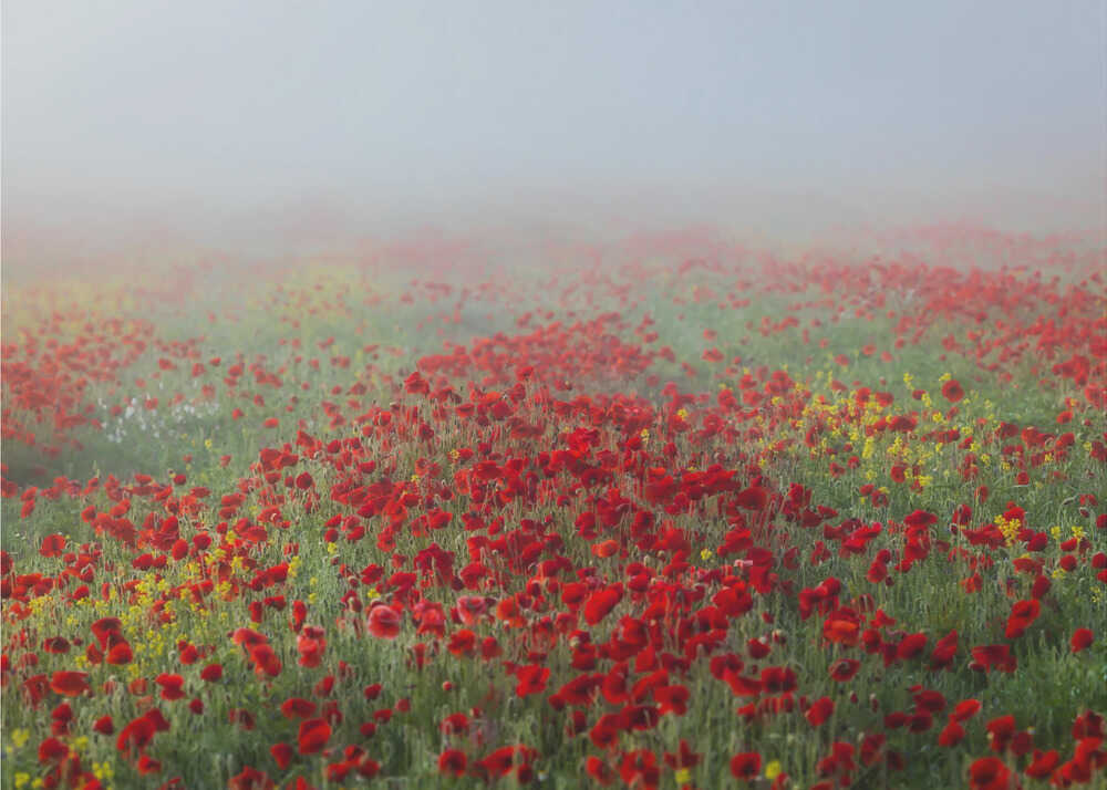 Poppies in the fog | Poster