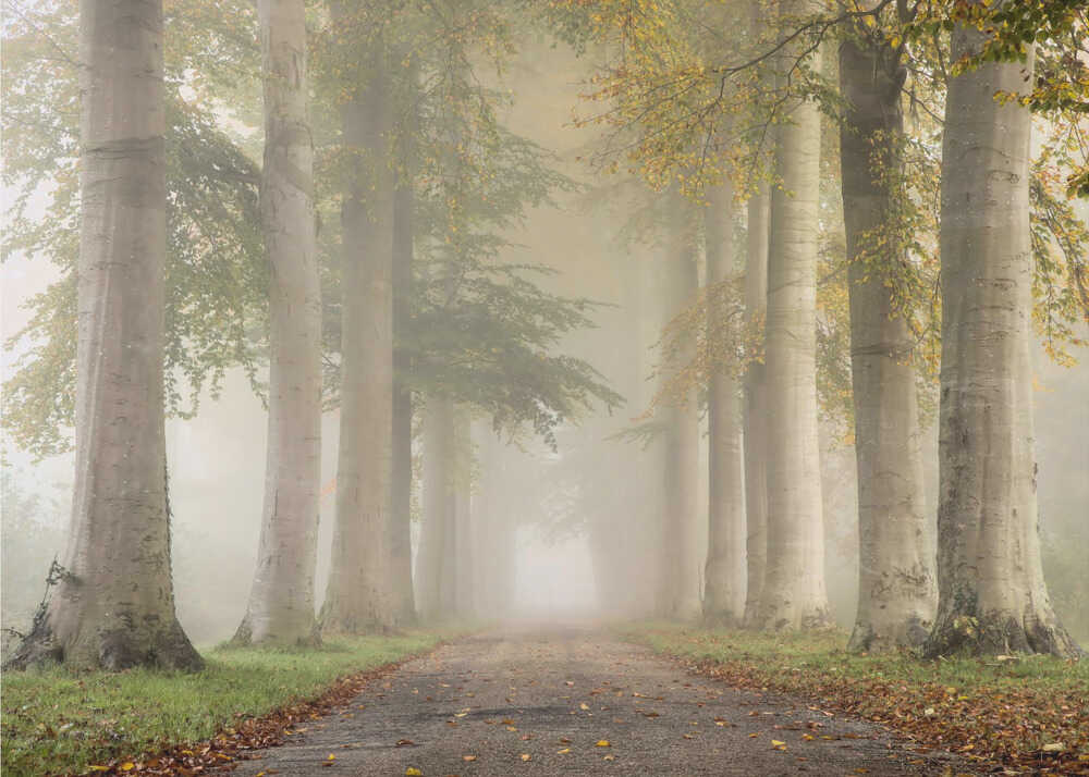 Buchen im Herbstnebel | Hintergrundbild
