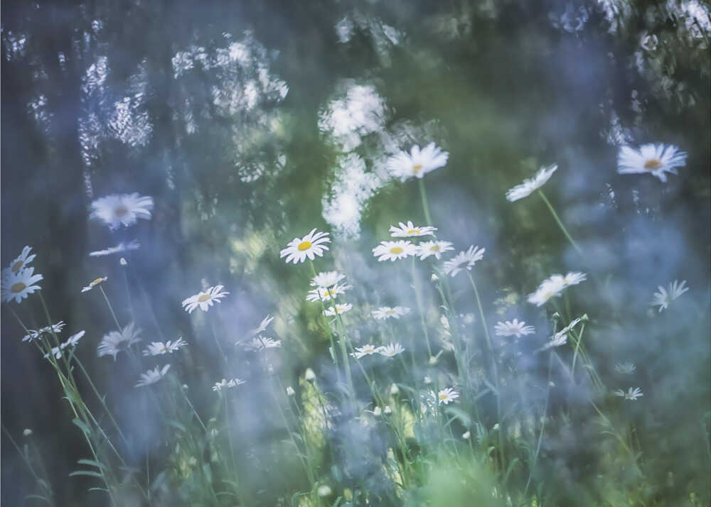 Ein Hauch von Blau | Hintergrundbild