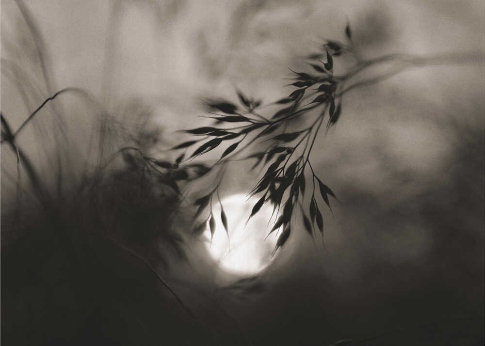 Sonate au clair de lune | Toile