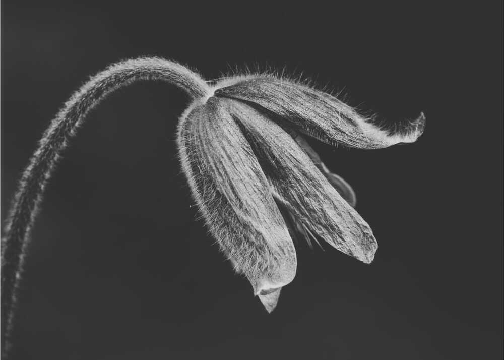 Herbe de l'homme sauvage | Toile