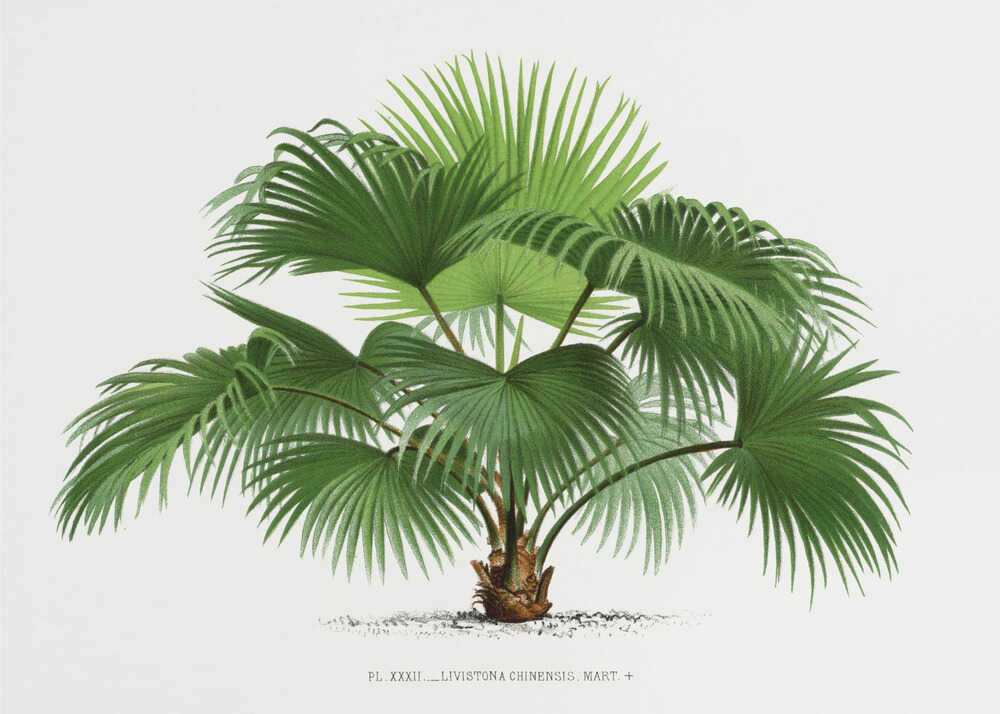 Livistona C | Canvas