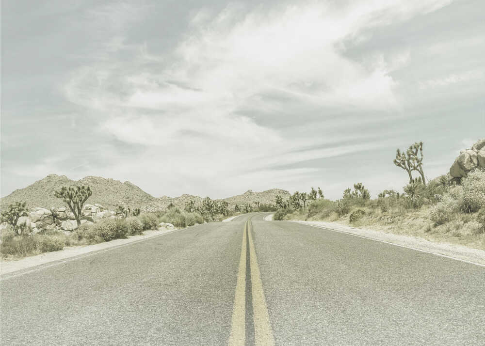 Vintage Joshua Trees, Park Boulevard | Poster