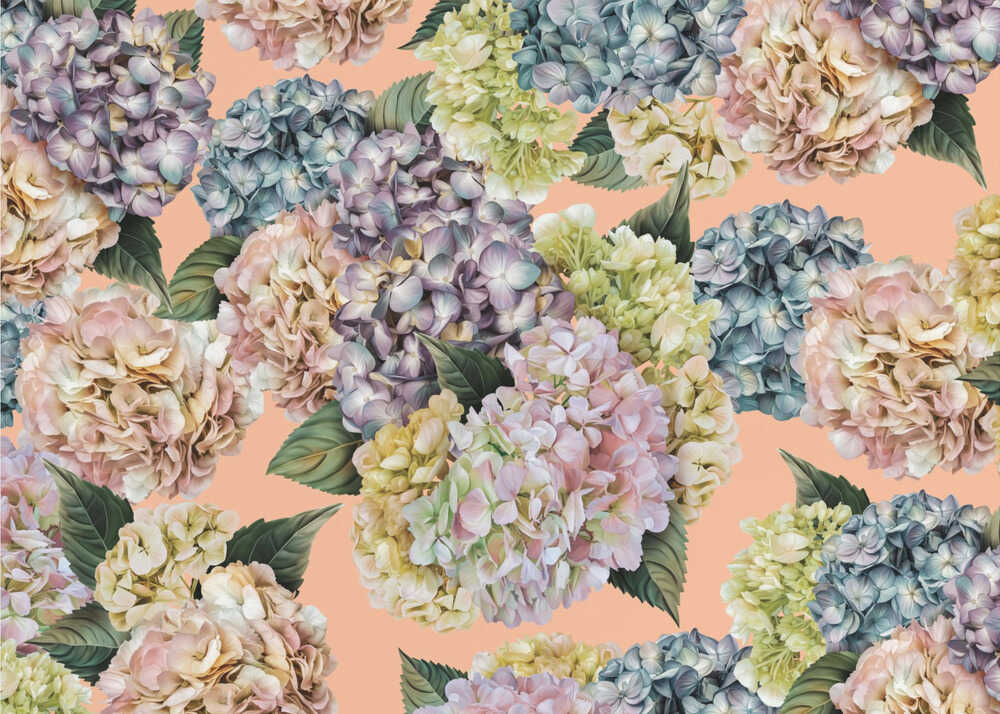 Hydrangeas_Peach Fuzz | Wallpaper